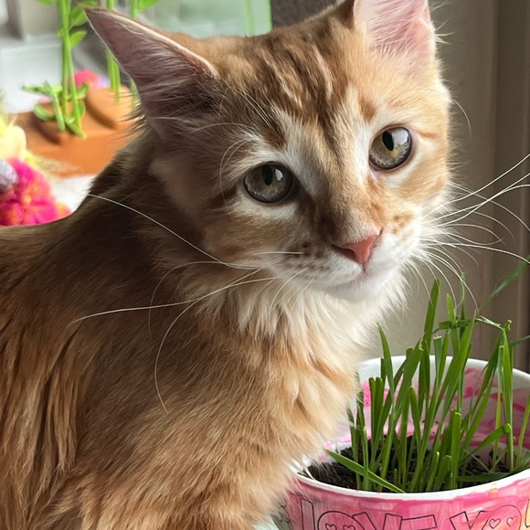 Meet your Posher, - Picture 3 of 13